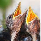 9. The Baby Bird Idea Reaches for the&nbsp;Worm